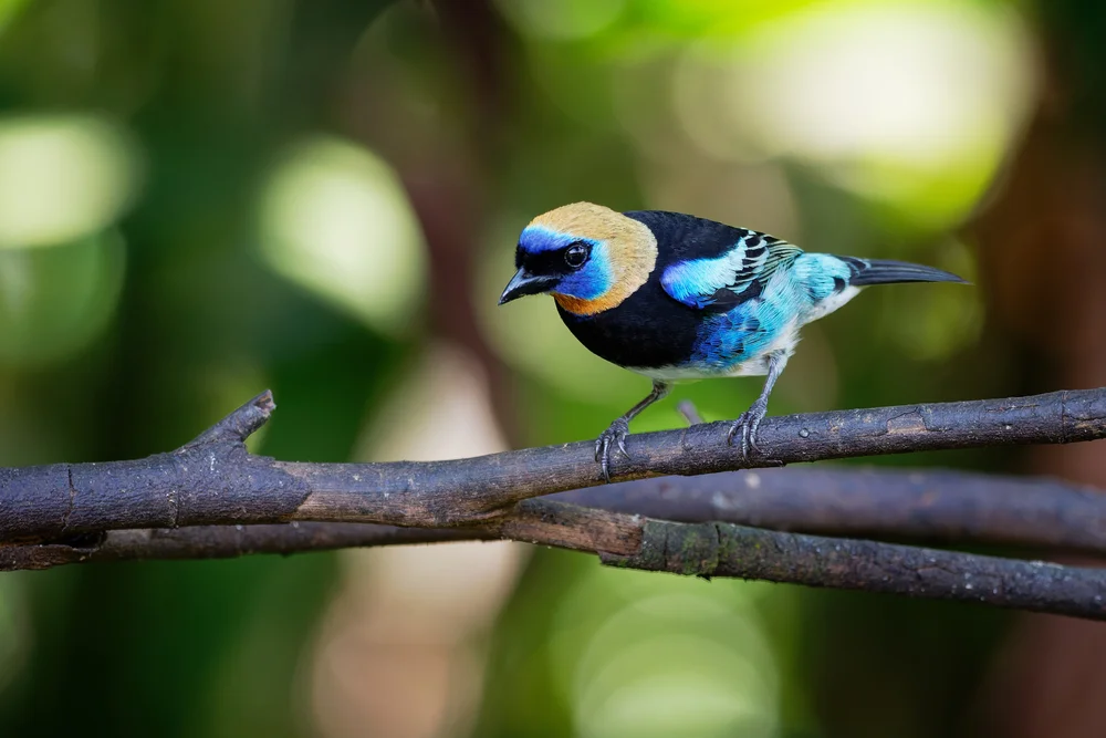 Masken-Tangare (Tangara inornata)