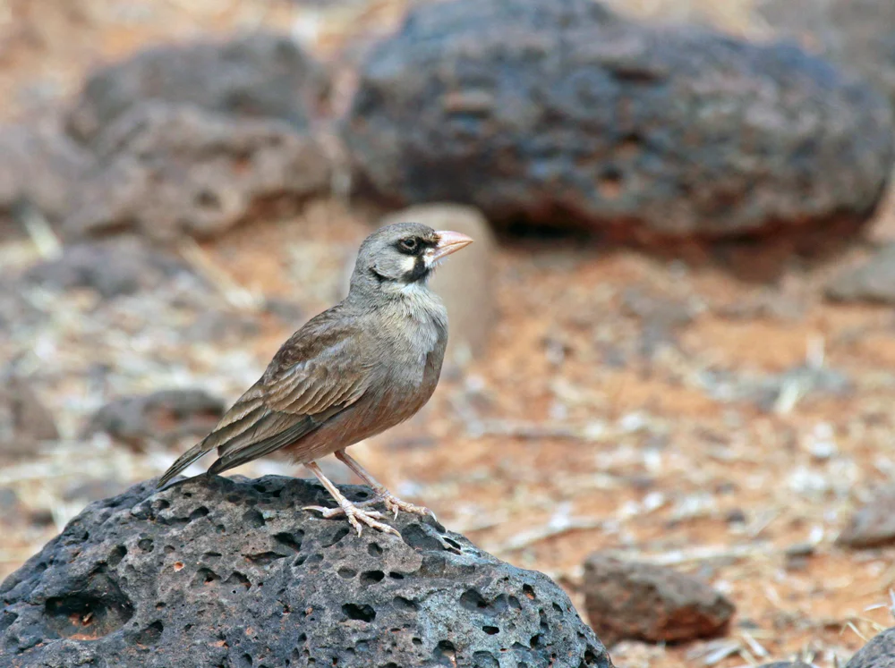 Maskenastrild (Spizocorys personata)