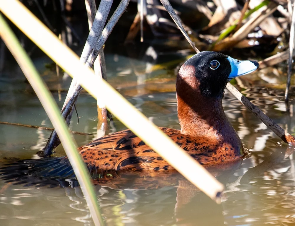 Maskenralle (Nomonyx dominicus)
