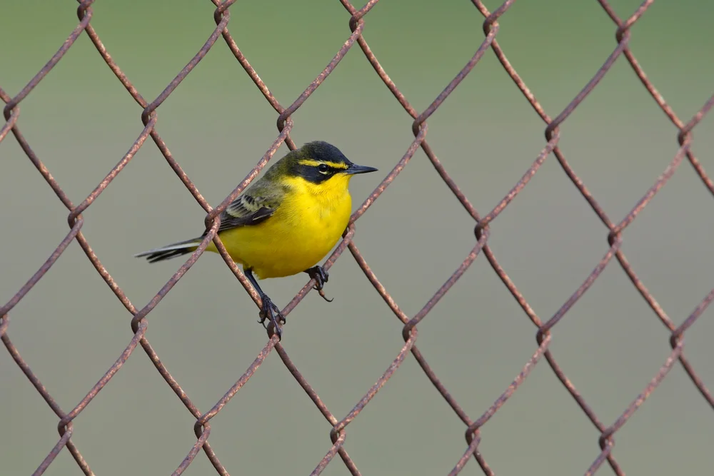 Máskensittich (Pseudonestor xanthophrys)