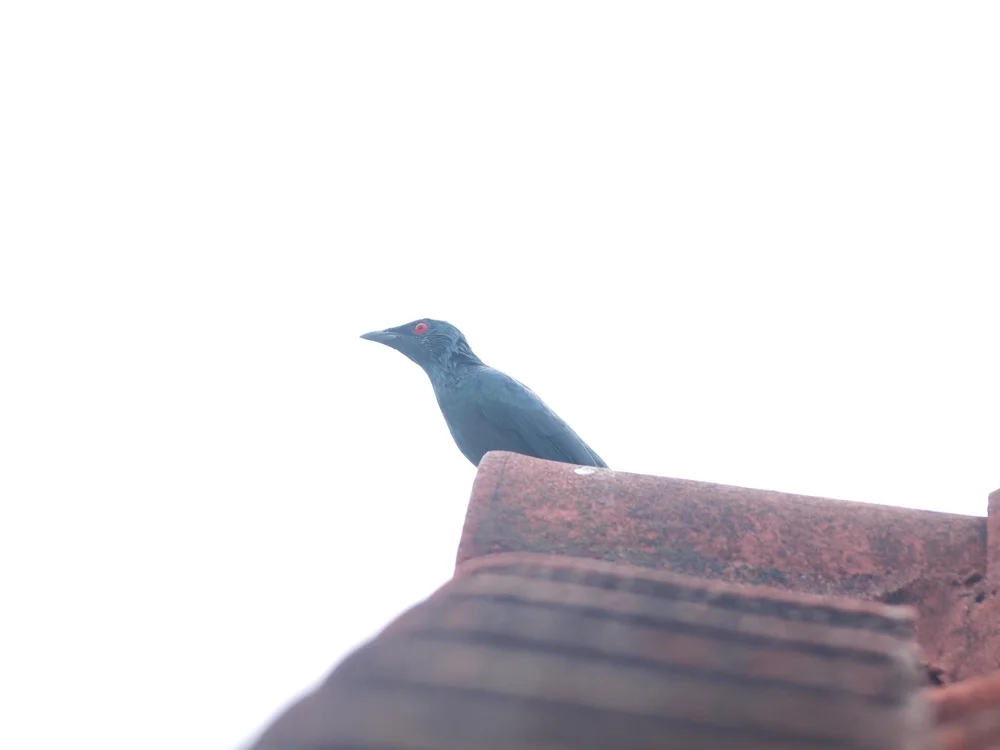 Maskenstare (Aplonis mystacea)