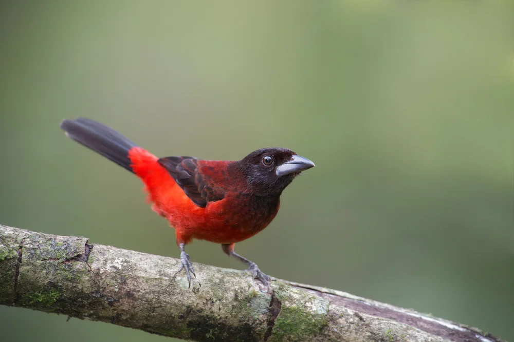 Maskentangare (Ramphocelus dimidiatus)