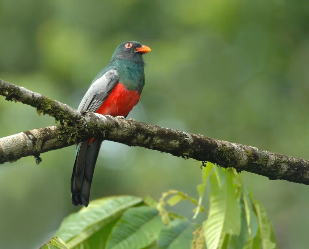 Massena-Quetzal (Trogon massena)