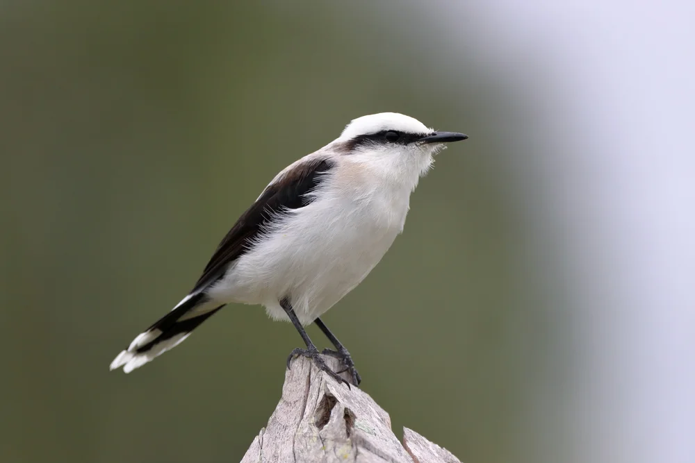 Massena-Uferschnäpper (Fluvicola nengeta)