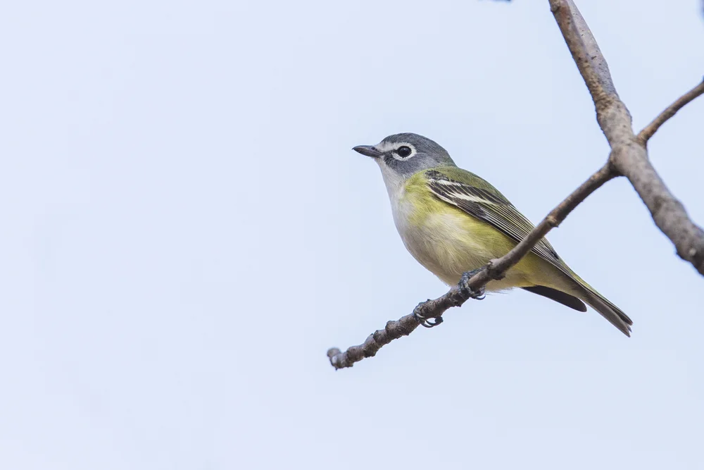 Masters Waldsänger (Vireo gilvus)