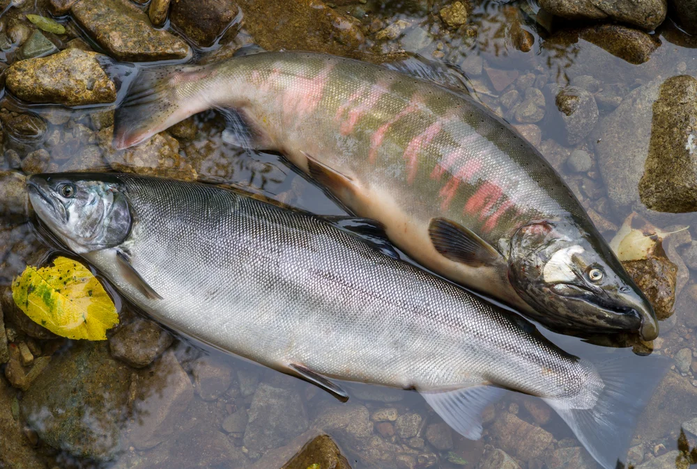Masu-Lachs (Oncorhynchus masou)