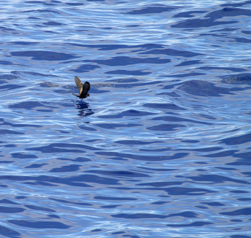 Matsudairas Sturmschwalbe (Hydrobates matsudairae)