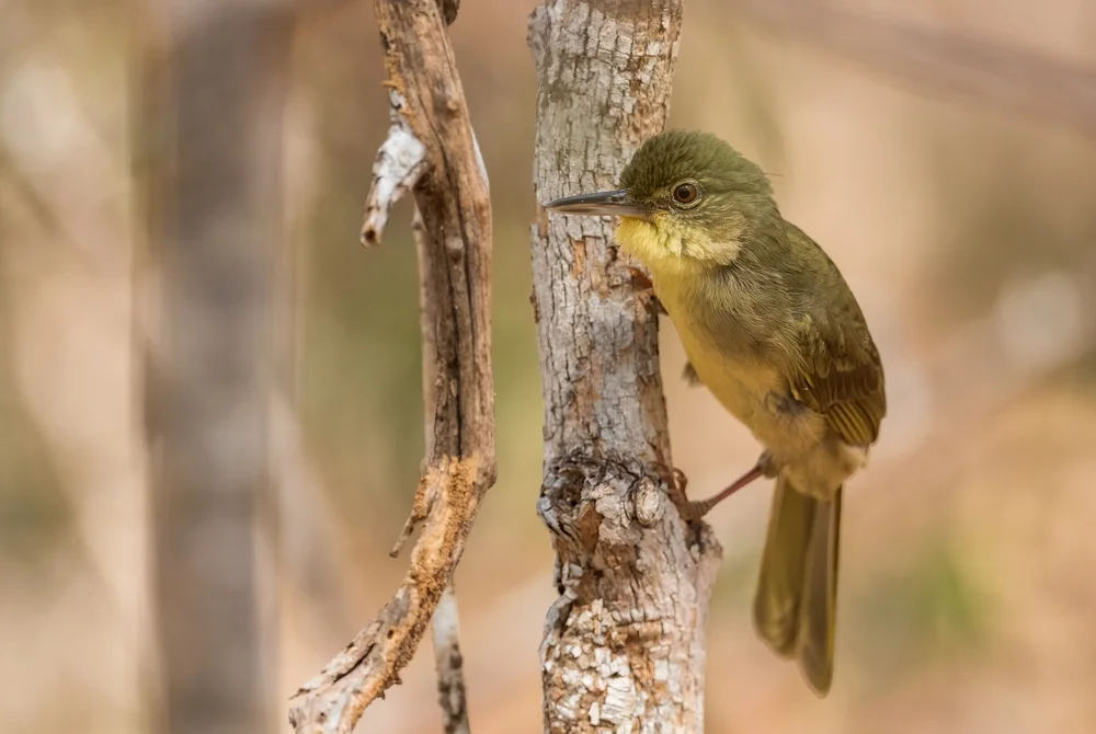 Mattglanz-Laubsänger (Phyllastrephus debilis)