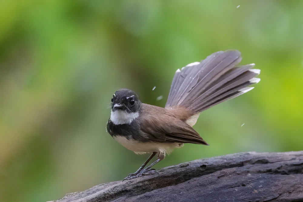 Matthias-Fächerschwanz (Rhipidura matthiae)
