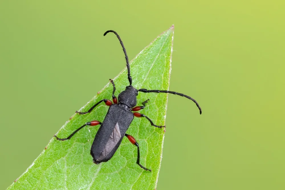 Mattschwarzer Scheibenbock