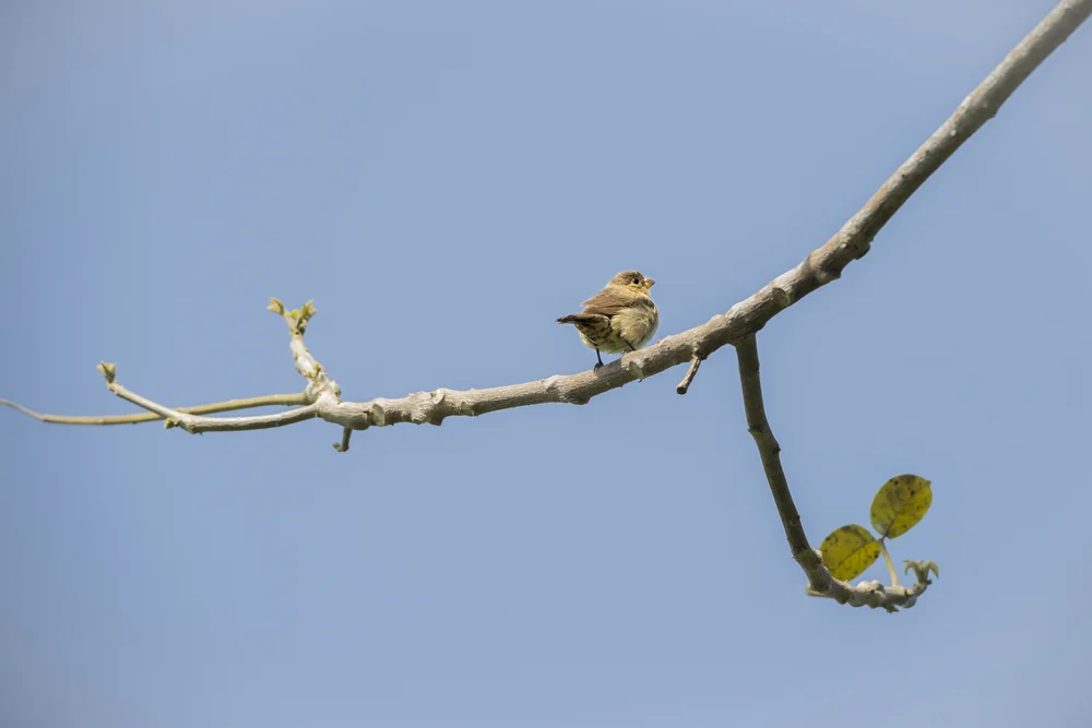 Mauer-Saatknospf (Sporophila murallae)