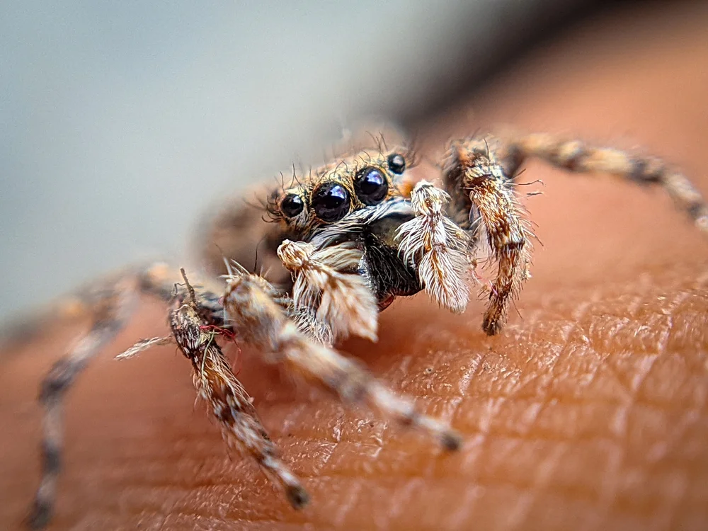 Mauer-Zebraspringspinne