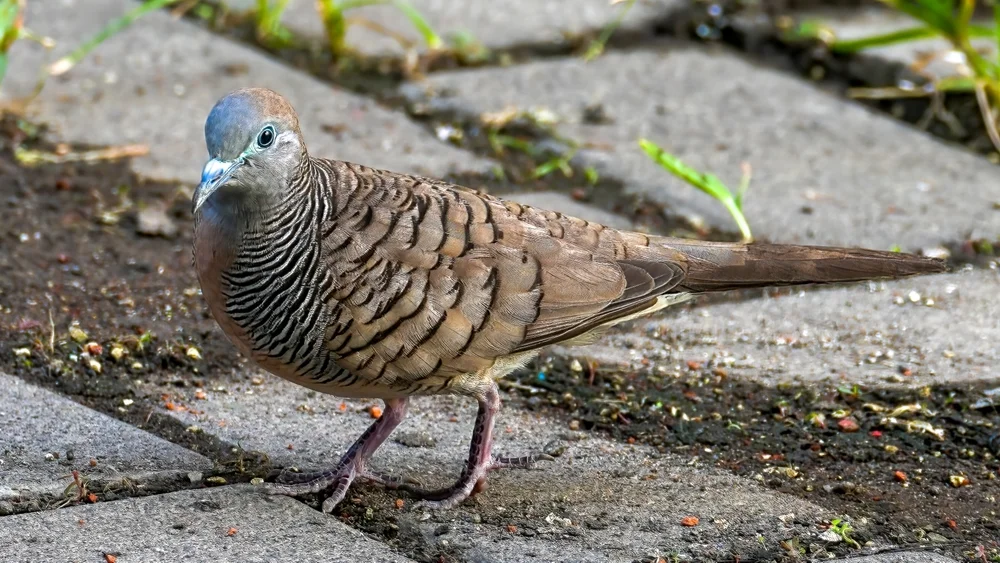 Mauges Fruchttaube (Geopelia maugei)