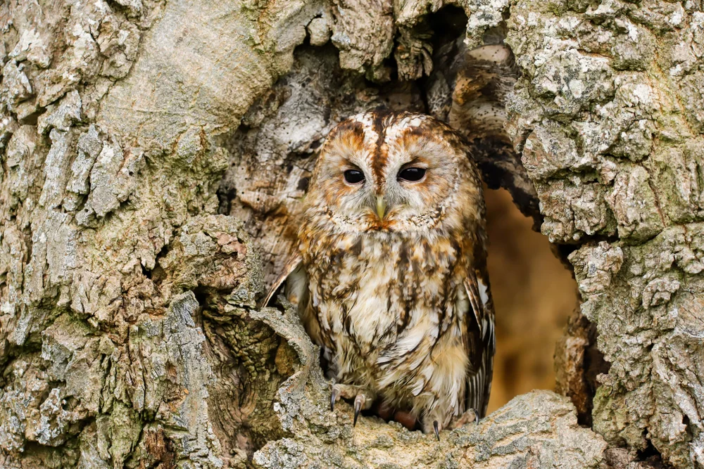 Mauretanischer Waldkauz (Strix mauritanica)