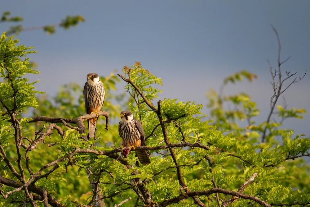 Mauritiusfalke (Falco punctatus)
