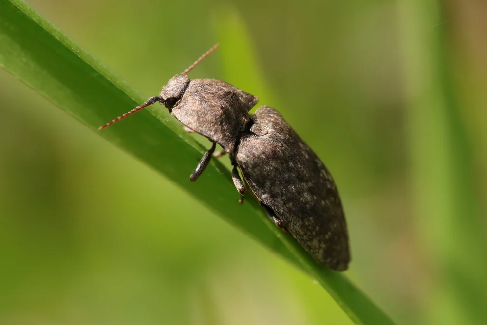 Mausgrauer Sandschnellkäfer