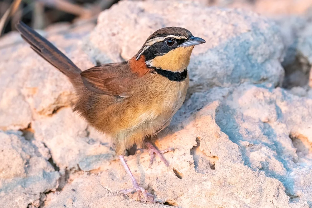 Maximilians Soldatenstar (Melanopareia maximiliani)