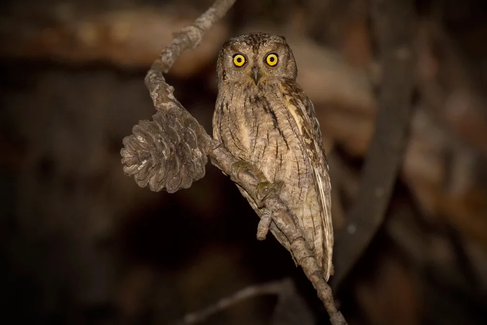 Mayotte-Zwergohreule (Otus mayottensis)