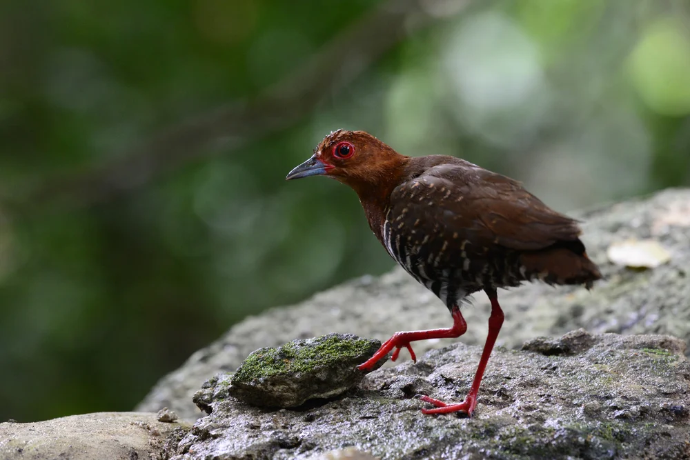 Mayrs Ralle (Rallina mayri)