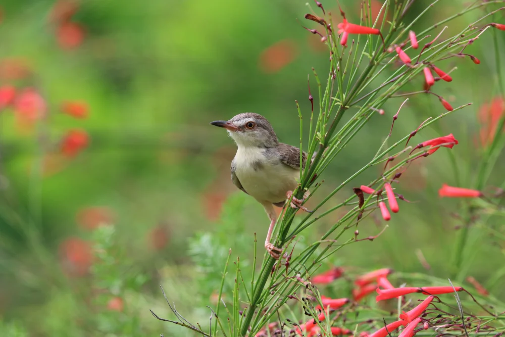 Mayrs Samtglanzvogel (Guises Samtglanzvogel)