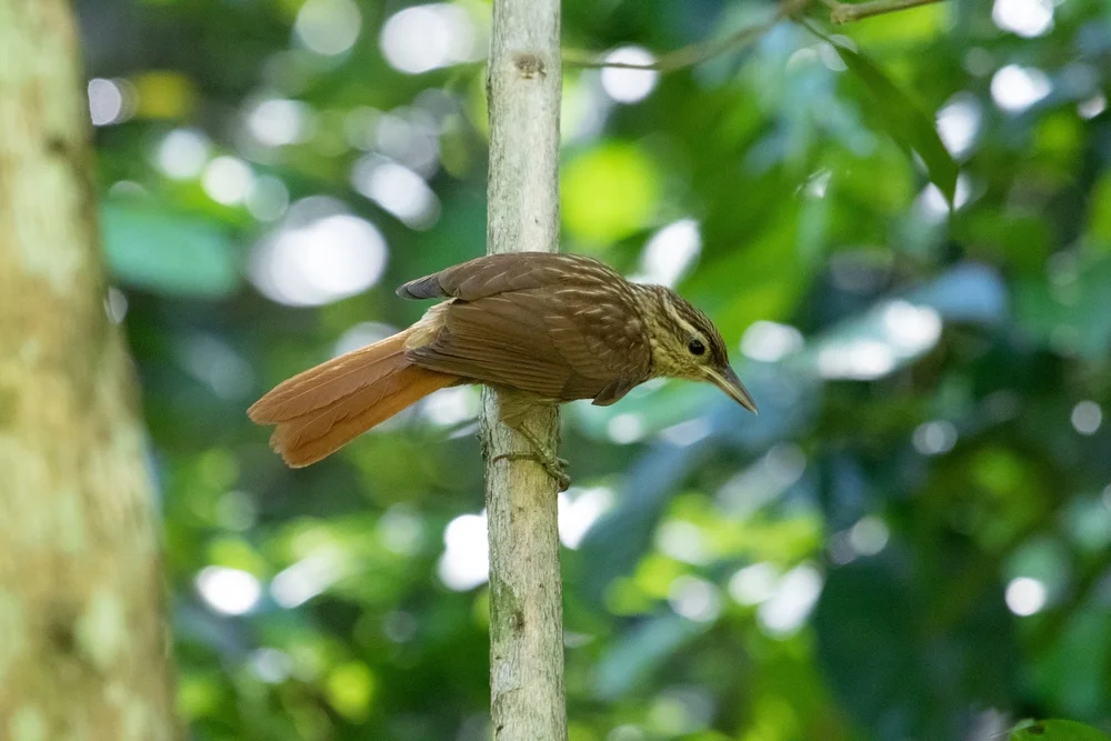 Mazar Barnettis Baumsteiger (Cichlocolaptes mazarbarnetti)