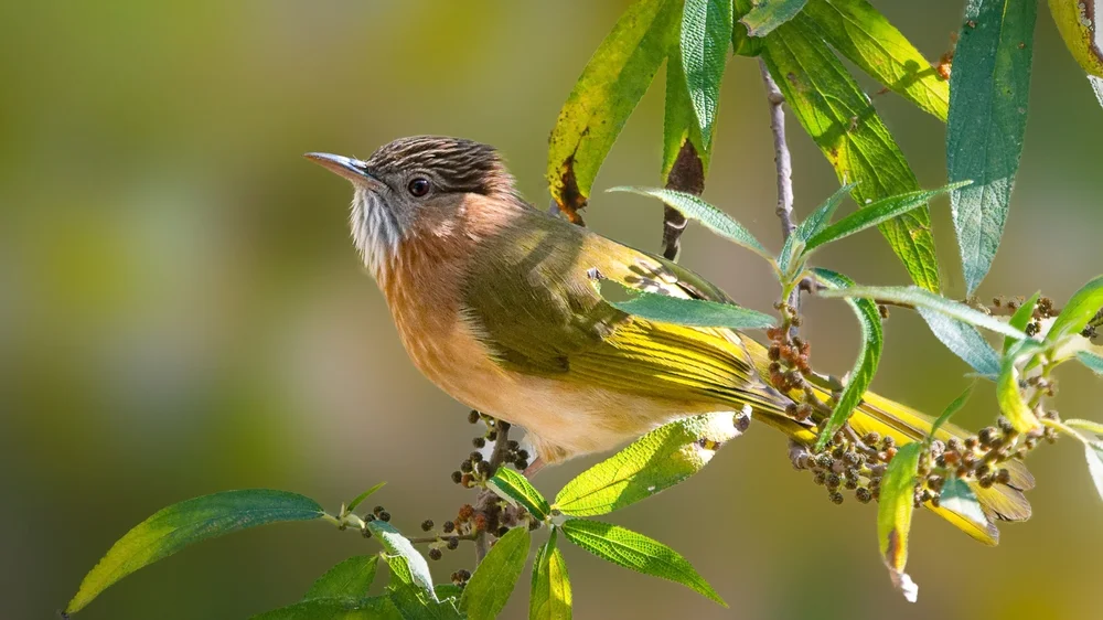 McClellands Bulbul (Ixos mcclellandii)