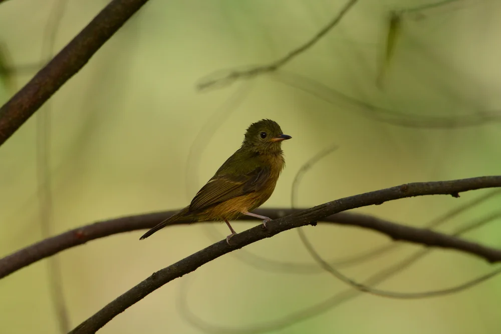 McConnells Tyrann (Mionectes macconnelli)