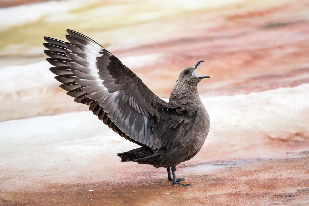 McCormicks Raubmöwe (Stercorarius maccormicki)