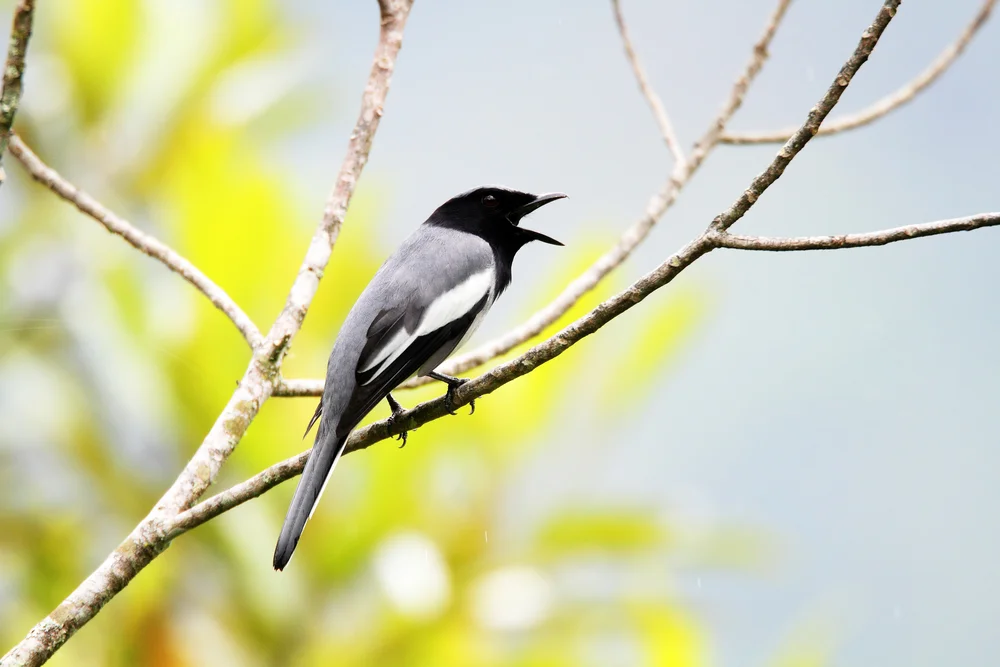 McGregors Raupenfänger (Coracina mcgregori)