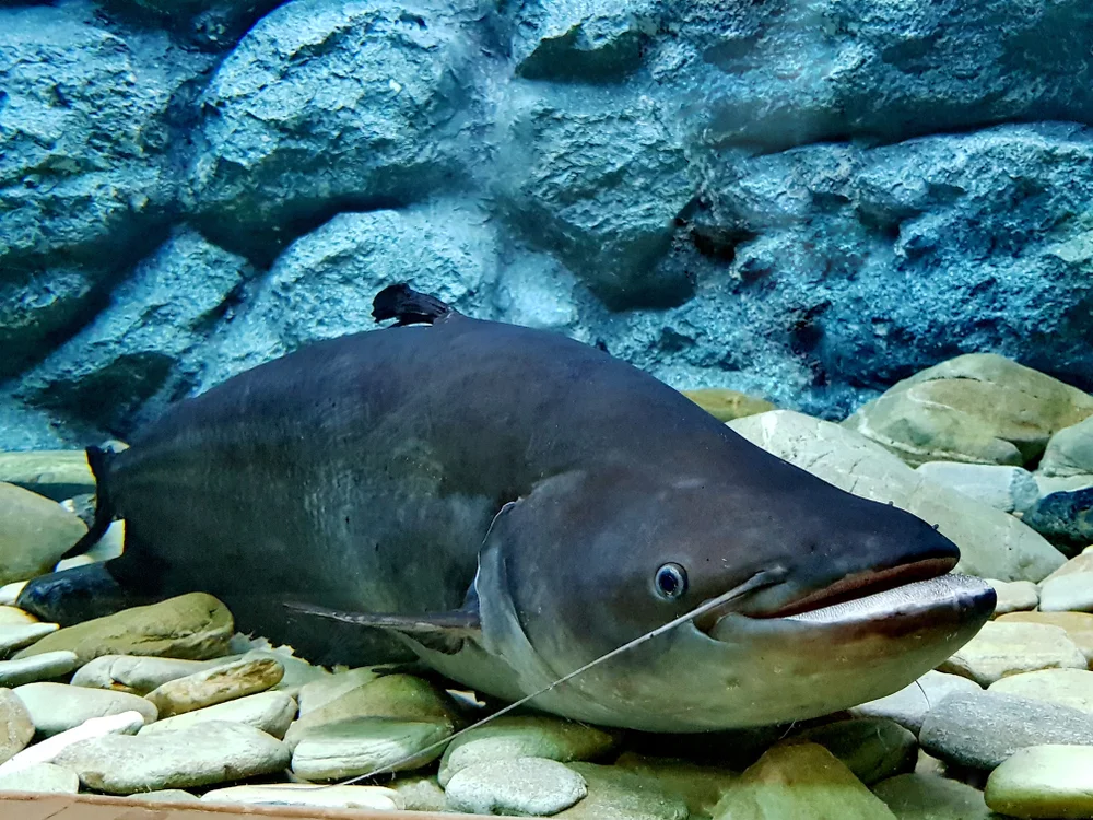 McLeays Honigfresser (Wetmorethraupis sterrhopteron)