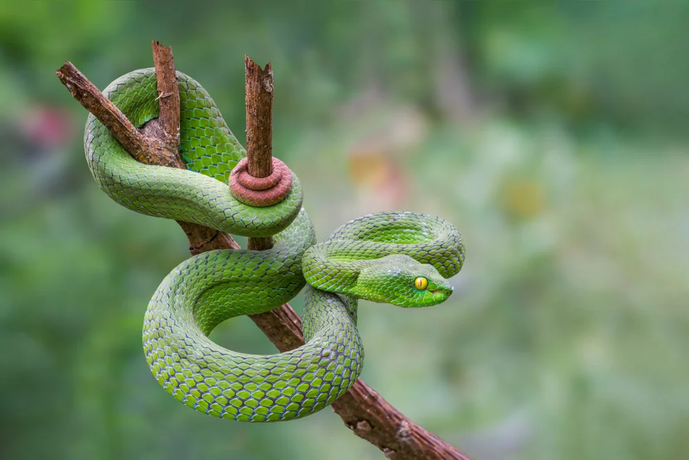 Mêdog-Bambusotter (Trimeresurus medoensis)