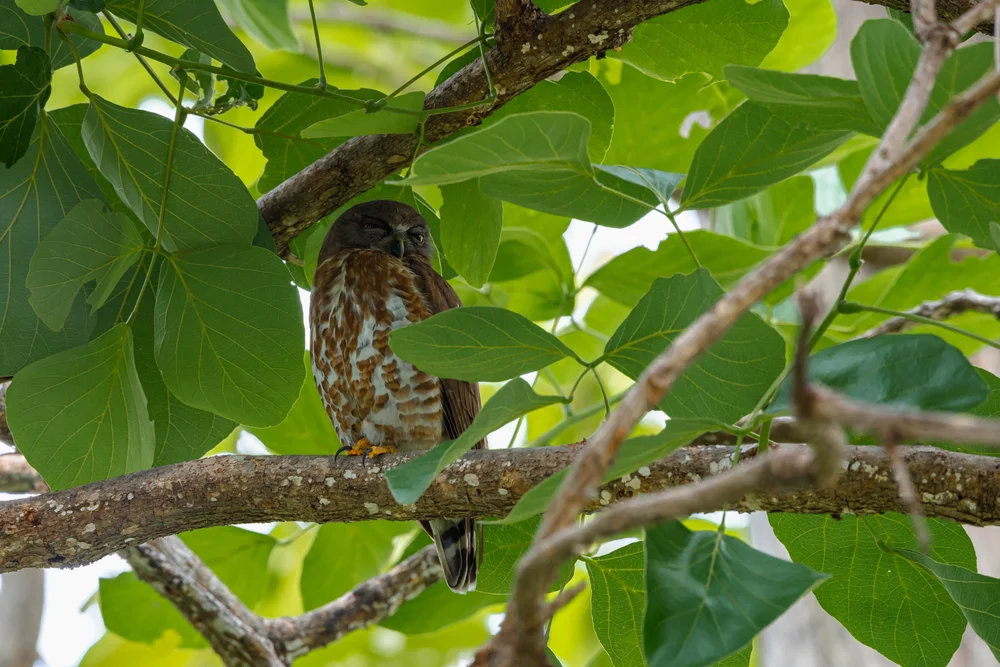 Meek's Waldkauz (Ninox meeki)