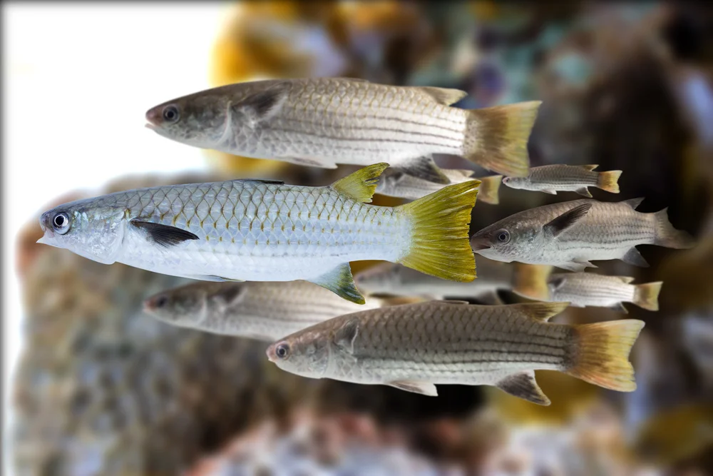 Meeräsche (Mugil cephalus)