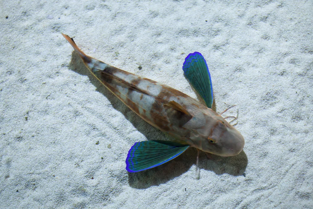 Meerbarben (Triglidae)