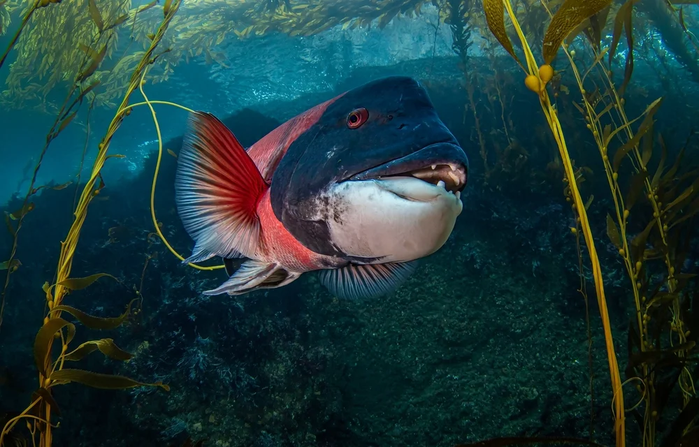 Meerbrasse (Archosargus probatocephalus)