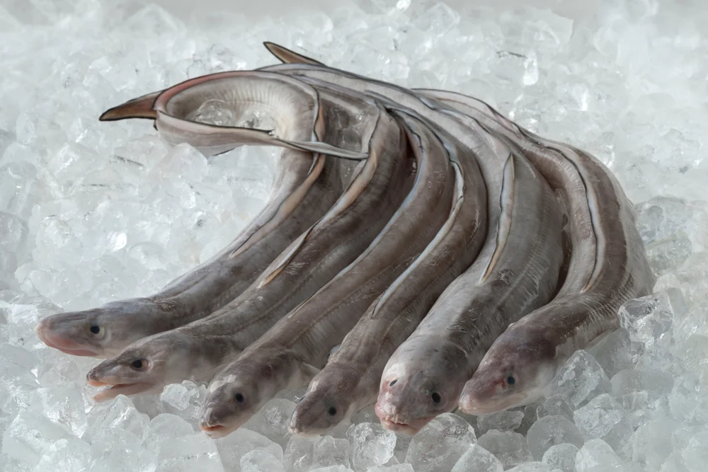 Meeres-Aale| (Conger)