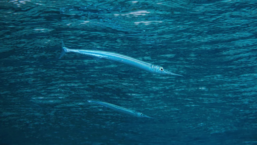 Meeresnadel (Platybelone argalus)