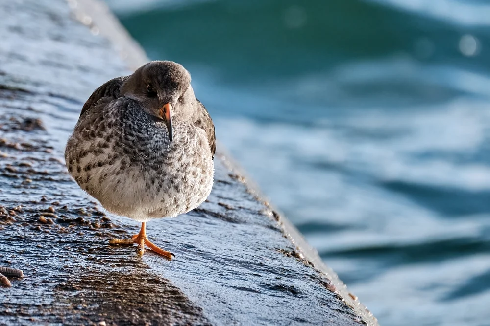 Meerstrandläufer