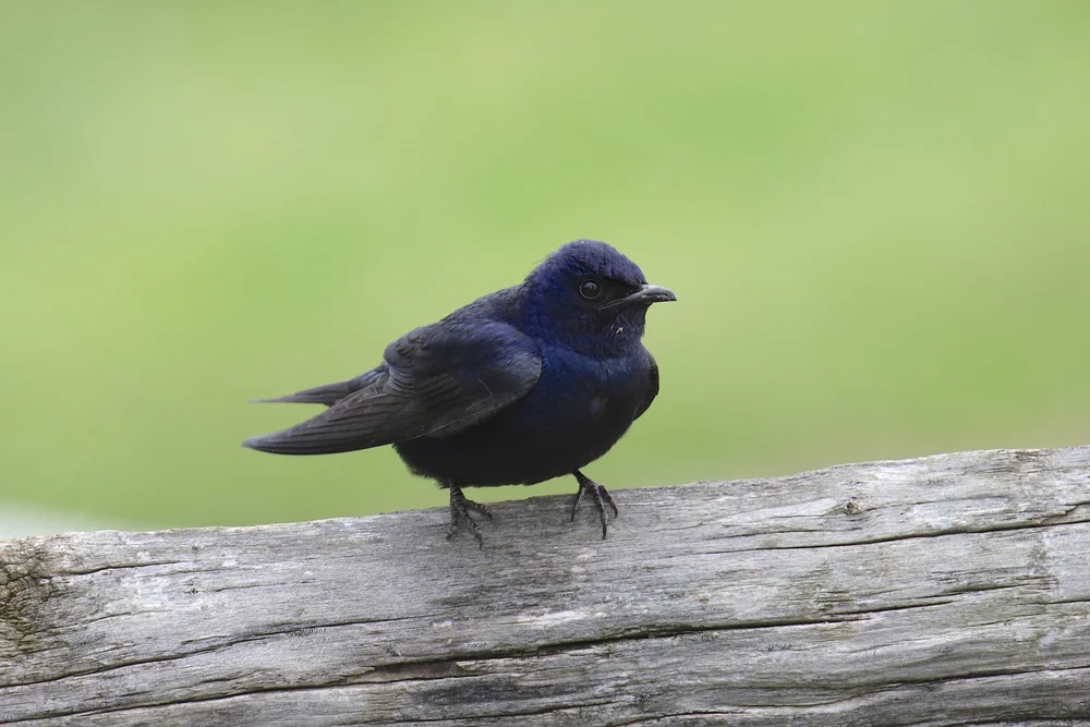 Mehlschwalbe (Progne subis)