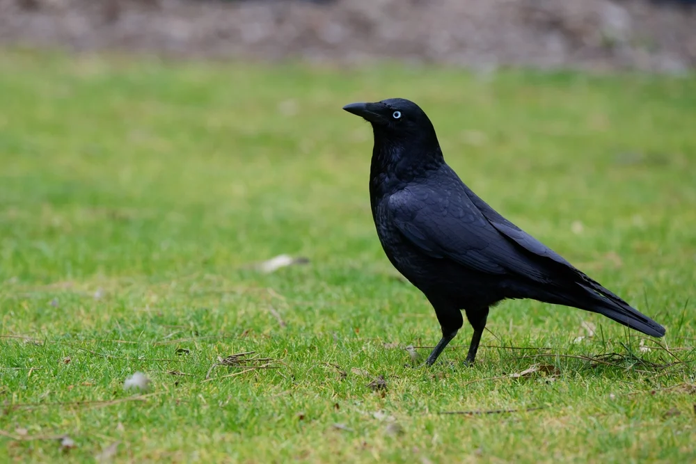 Mellors Krähe (Corvus mellori)