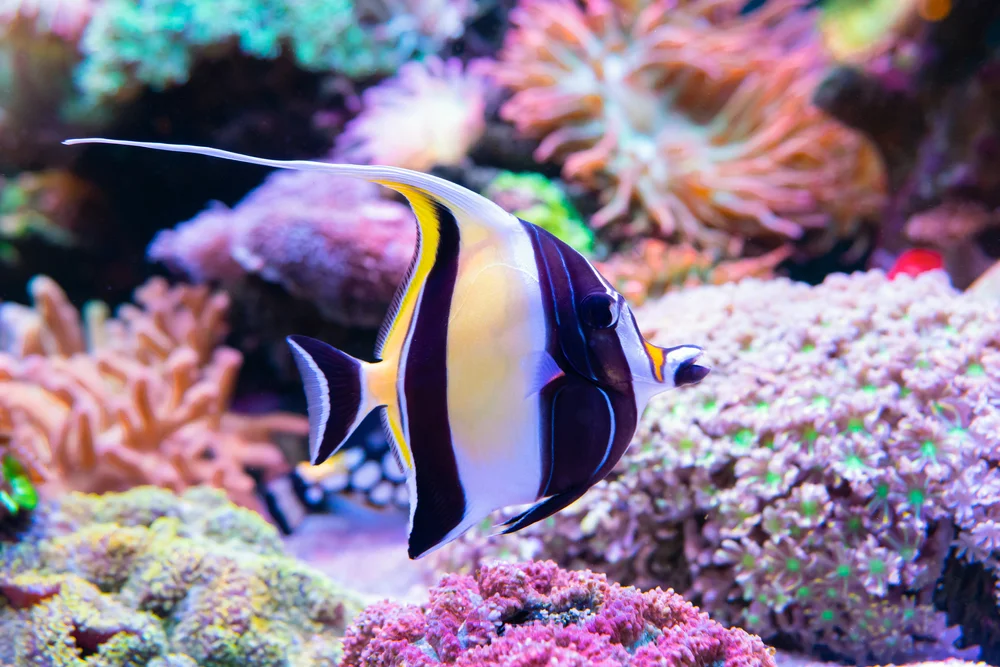 Melodientaube (Zapornia akool)