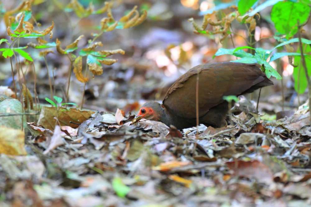 Melville-Insel-Megapode (Megapodius eremita)