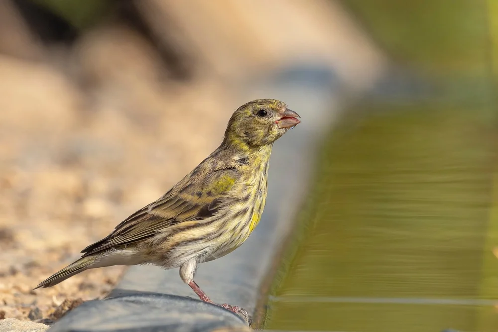 Menacheseegirlitz (Serinus menachensis)