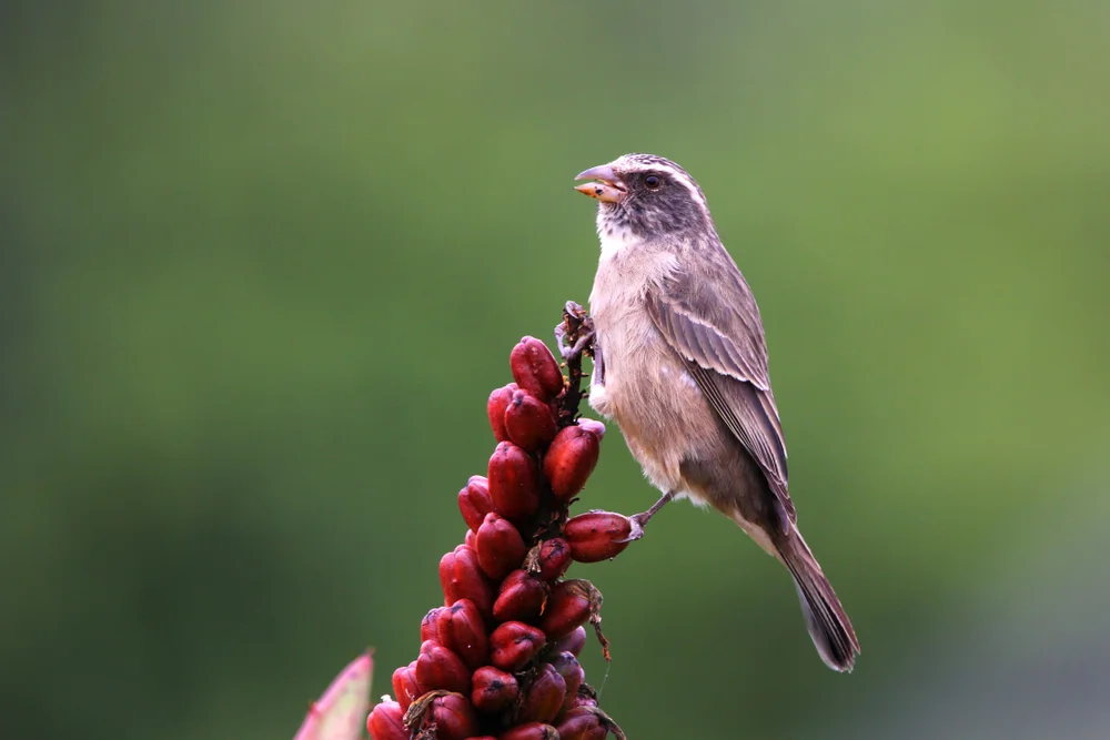 Mennell-Girlitz (Serinus mennelli)