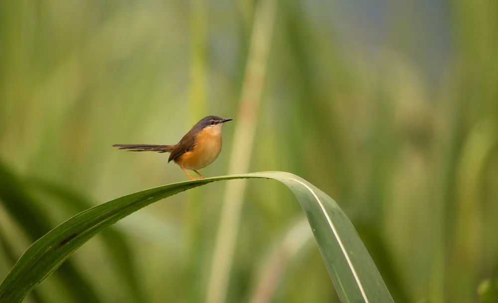 Mérida-Zaunkönig (Cistothorus meridae)
