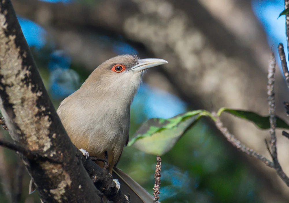 Merlins Baumkuckuck (Coccyzus merlini)