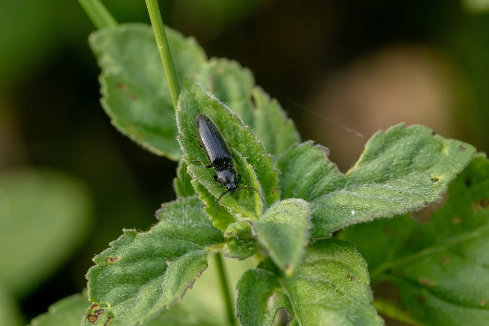 Metallfarbener Rindenschnellkäfer