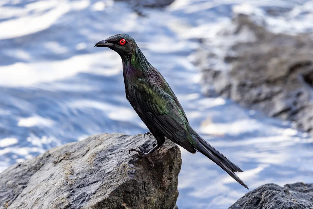 Metallglanzstare (Aplonis metallica)