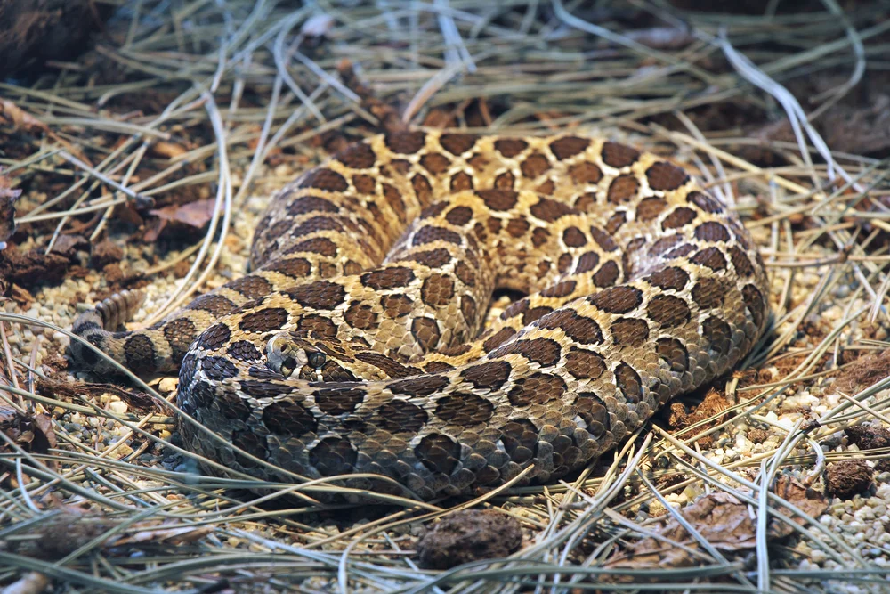 Mexikanische Klapperschlange (Crotalus polystictus)