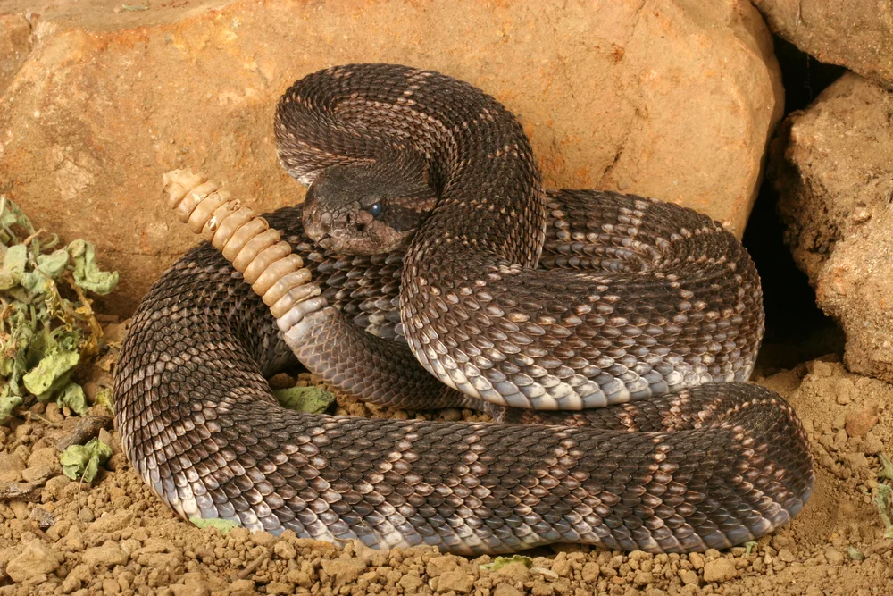 Mexikanische Kleine Klapperschlange (Crotalus intermedius)